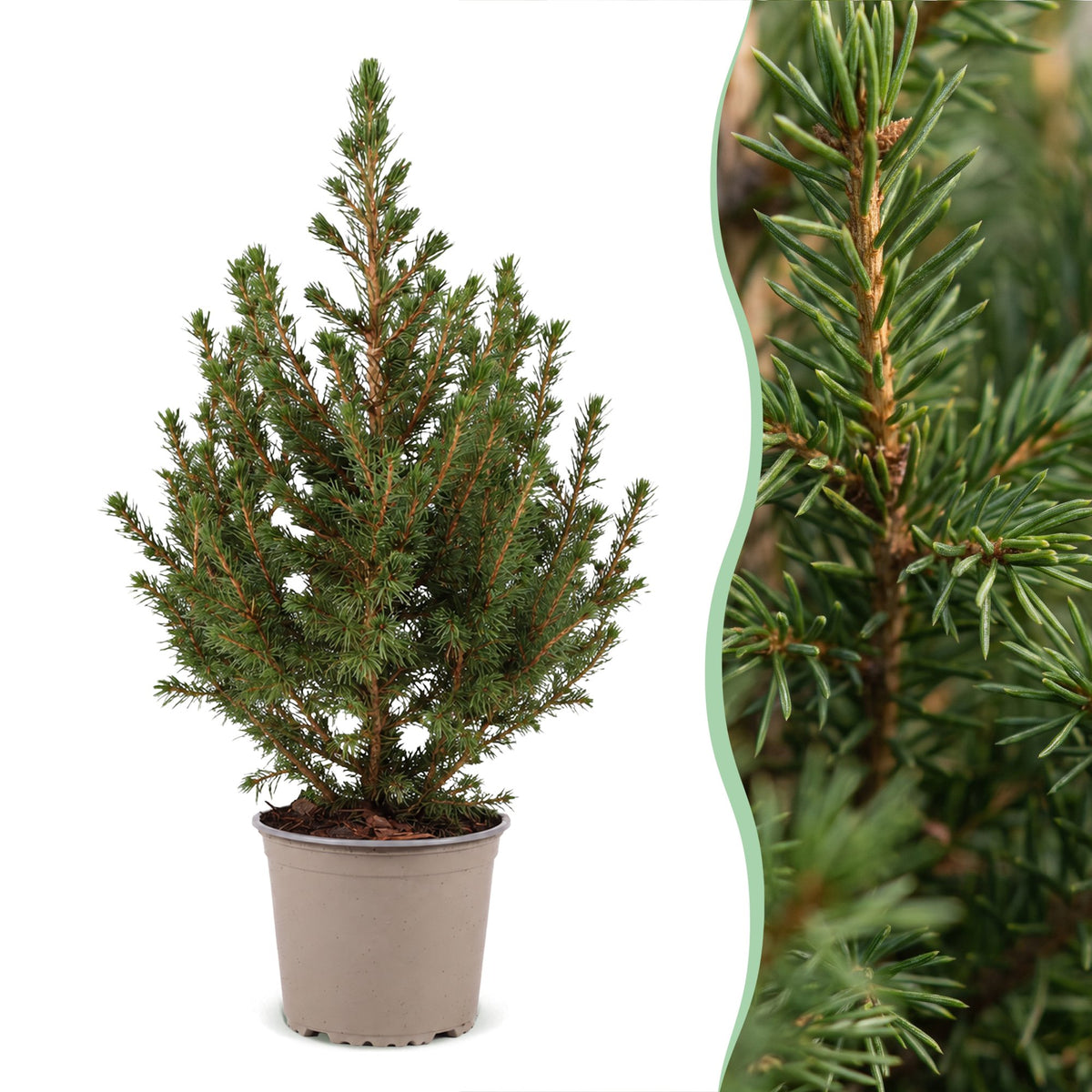 Set van 2 — Kegelspar kerstboom — Ø13 cm, 45 cm hoog