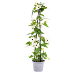 4x Thunbergia Alata Sunny Susy Mix Ø13 cm - ↕60 cm