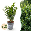 Green boutiQ - 24x Buxus sempervirens - Palmboompje - Haagplanten - Groenblijvend - Groen - Pot 9cm - Hoogte 20-25cm