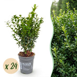 Green boutiQ - 24x Buxus sempervirens - Palmboompje - Haagplanten - Groenblijvend - Groen - Pot 9cm - Hoogte 20-25cm