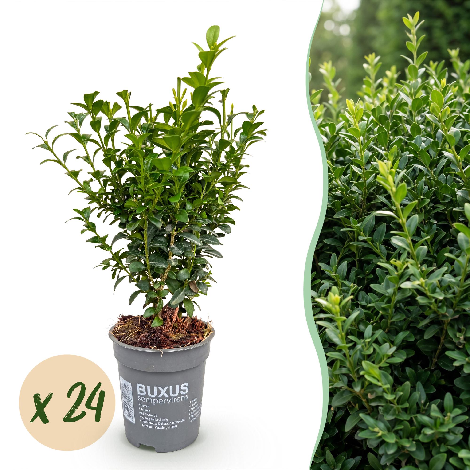 Green boutiQ - 24x Buxus sempervirens - Palmboompje - Haagplanten - Groenblijvend - Groen - Pot 9cm - Hoogte 20-25cm
