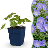 Green boutiQ - Vasteplant - Geranium 'Rozanne' - Ooievaarsbek - Bodembedekkend - Blauw - 1 Plant - Pot 11cm - Hoogte 15-25cm