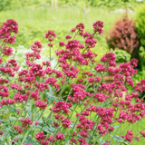 60x Centranthus ruber 'Coccineus' - ↕10-25cm - Ø9cm