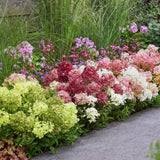 Green boutiQ - Tuinplant - Hydrangea panniculata Groundbreaker Blush -Greeny - Ruby - Pluimhortensia - Compact - Roze-Groen-Rood - 3 Planten - Pot 14cm - Hoogte 20-25cm