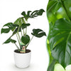 Green BoutiQ - Kamerplanten - Monstera Deliciosa - Gatenplant - Weinig onderhoud - Groen - 1 Plant - met Potter Wit - Pot 21cm - Hoogte 70-80cm