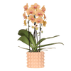 Kolibri Orchids | Niagara Falls orchidee Sunny Bunny met Poppy sierpot peach – potmaat Ø12 cm – vers van de kweker