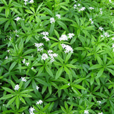 12x Galium odoratum - ↕10-25cm - Ø9cm