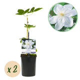 Green boutiQ - Klimplant - Clematis Madame Le Coultre - bloem wit - Weinig onderhoud -2 planten -Pot 11cm Hoogte 40cm