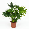 Green boutiQ - Kamerplant - Philodendron - Philodendron Lickety split - Groen - Weinig onderhoud - 1 Plant - Pot 19cm - Hoogte 70cm
