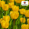 Tulpenbollen Sun Frillz — gele kartelrandtulp, 20 stuks (maat 11/12)