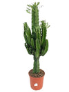 Euphorbia Eritrea - Ø21cm - ↕100cm