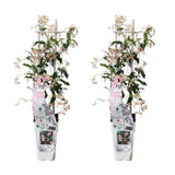 2x - Trachelospermum 'Star of Ibiza' - ↨65cm - Ø15