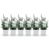 Green boutiQ - Terrasplant - Eucalyptus boom - Eucalyptus gunni- Grijs - 6 Planten - Winterhard - Pot 17cm Hoogte 40cm