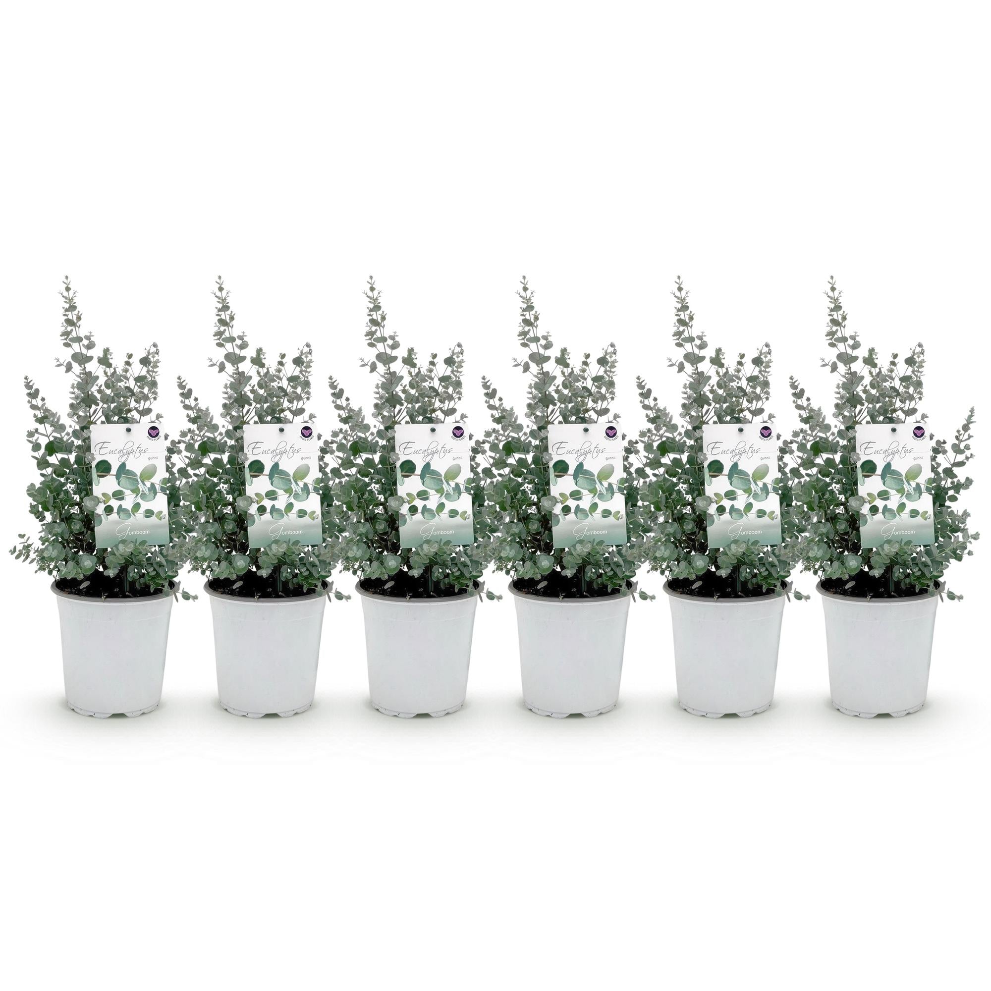 Green boutiQ - Terrasplant - Eucalyptus boom - Eucalyptus gunni- Grijs - 6 Planten - Winterhard - Pot 17cm Hoogte 40cm