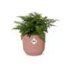 Asplenium Parvati in ELHO Vibes Fold 14cm roze