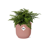 Asplenium Parvati in ELHO Vibes Fold 14cm roze