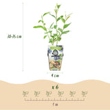 Green boutiQ - Fruitplanten - Blauwe Bes - Vaccinium corymbossum Goldtraube - Winterhard - 6 Planten - Pot 9 cm - Blauwe Bes