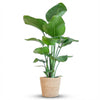 Strelitzia Nicolai met Zeegras mand naturel - 80cm - Ø21