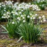 Green boutiQ - Bloembollen - Leucojum Aestivum - Kleur Wit - 20 stuks - Bolmaat 8/9 - XXL Pack