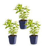 Green boutiQ - Vasteplant - Nepeta sib. Wild Orchid - Kattenkruid - Bijen en Vlinderlokkers - Roze - 3 Planten - Pot 11cm - Hoogte 15-25cm