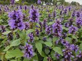 6x Agastache 'Blue Fortune' - ↕10-25cm - Ø9cm