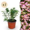 Green boutiQ - Tuin Roos - Rosa Cutie Pie - Roos - Winterhard - Roze - 3 Planten - Pot 12cm - Hoogte Hoogte 20-25cm