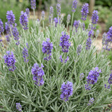 Green boutiQ - Vasteplant - Lavandula ang. Dwarf Blue - Lavendel - Geurend - Paars - 6 Planten - Pot 11cm - Hoogte 15-25cm