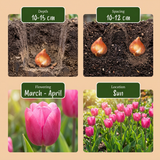 Tulpenbollen Triumph Pink — roze triomftulp, 120 stuks (maat 11/12)
