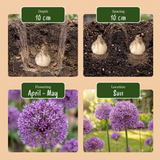 320x Bulb Garden Allium - Bollentuinsierui - Diversen - Zomerbloeier - Bolmaat 10/12