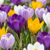 60x Crocus Large Flowering Mix - Grootbloemige krokus mix - Diversen - Voorjaarsbloeier - Bolmaat 7/8