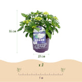 Green boutiQ - Terrasplant - Hortensia - Hydrangea Forever & Ever - Wit - 7-12 Bloemen - Pot 23cm Hoogte 55cm