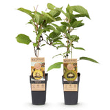 Green boutiQ - Fruitplant - Groene & Gele Kiwi - Actinidia deliciosa Jenny & Golden Kiwi- 2 planten- Pot 15cm Hoogte 50cm
