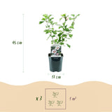 Green boutiQ - Tuinplant - Hibiscus syriacus Hamabo - Tuin Hibiscus - Winterhard - Wit - Roze - 3 Planten - Pot 17cm - Hoogte 45cm