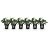 Green boutiQ - Tuinplant - Kerstroos - Helleborus Christmas Carol- Witte Bloem - 6 Planten - Groenblijvend - Pot 10,5cm Hoogte 25cm