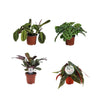 Kleurrijke Plantenbox - 4 stuks - Ø12cm - ↕20-30cm