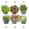 24x - Alpine mix - Ø7cm - ↕10-12cm