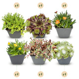 24x - Alpine mix - Ø7cm - ↕10-12cm
