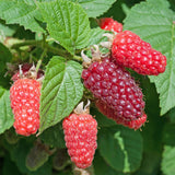 Green boutiQ - Fruitplant - Rubus log. Tayberry - Braamboos - Winterhard - Paarse Framboos - 2 Planten - Pot 15cm - Hoogte 50cm
