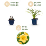 Green boutiQ - Vasteplant - Hemerocallis Stella d'Oro - Daglelie - Bijen en Vlinderlokkers - Geel - 12 Planten - Pot 11cm - Hoogte 15-25cm