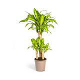 Dracaena Fragrans Massangeana Ø21cm - ↕90 - 110cm