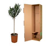 Nerium Oleander op stam met roze bloem - 170cm - Ø30