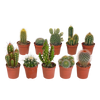 Cactus mix 5.5 cm - 10x - zonder pot