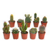 Cactus mix 5.5 cm - 10x - zonder pot