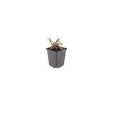 24x Gaura l. 'Siskiyou Pink' - ↕10-25cm - Ø9cm