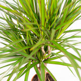 Dracaena Marginata - Ø21cm - ↕110cm