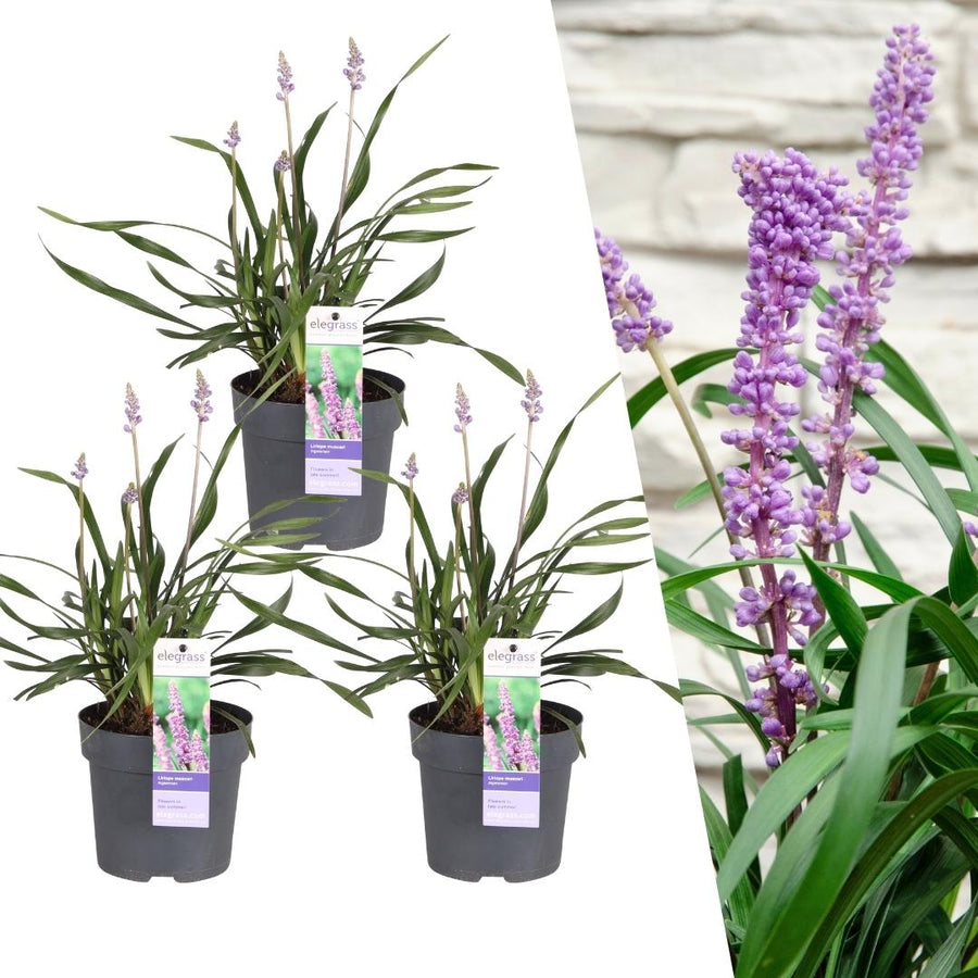 Liriope muscari 'Ingwersen' – 3 planten · pot Ø14 cm · 25 cm hoog