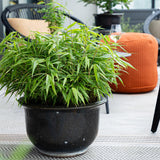 Green boutiQ - Bamboe - Fargesia Rufa - Bladhoudend - Niet Woekerend - Groen - 12 Planten - Pot 14cm - Hoogte 35cm