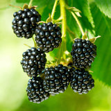 Green boutiQ - Fruitplant - Rubus occ. Black Jewel - Bramenplant - Winterhard - Zwarte Braam - 2 Planten - Pot 15cm - Hoogte 50cm