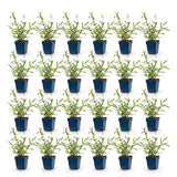 Green boutiQ - Vasteplant - Verbena bonariensis Lollipop - Ijzerhard - Bijen en Vlinderlokkers - Paars - 24 Planten - Pot 11cm - Hoogte 15-25cm