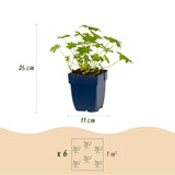 Green boutiQ - Vasteplant - Geranium macr. Ingwersen's Variety - Ooievaarsbek - Bodembedekkend - Licht Roze - 24 Planten - Pot 11cm - Hoogte 15-25cm